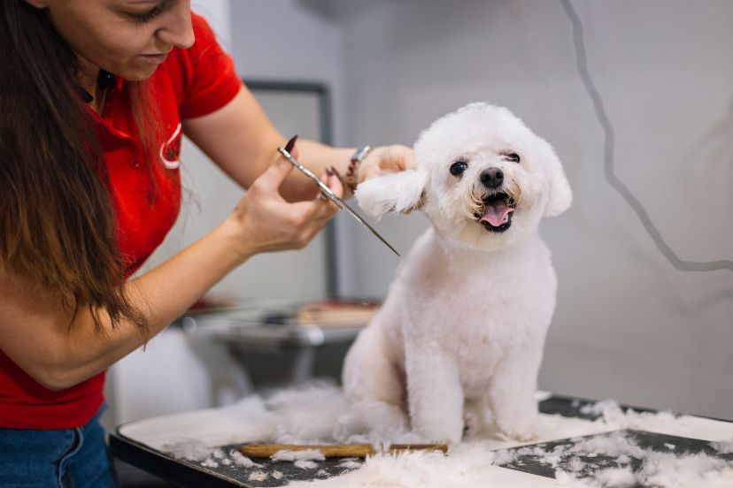 Poodle Grooming Guide - The Oodle Guide