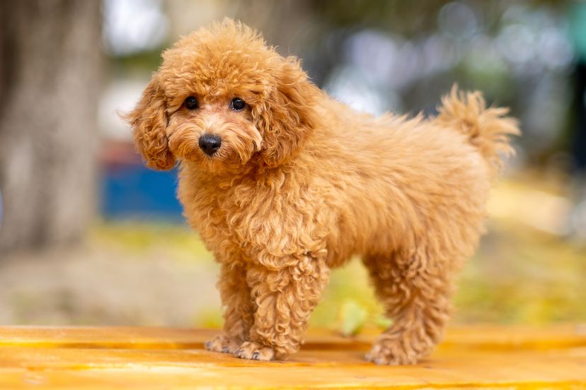 Grooming Styles For Poodles - The Oodle Guide