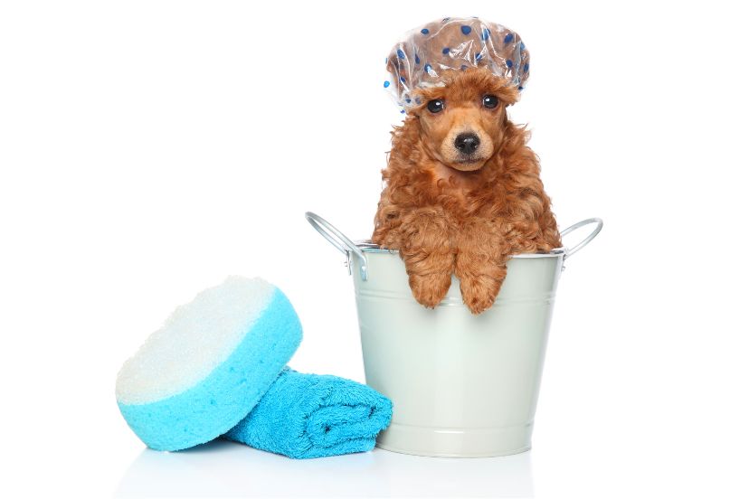 how often should I bathe my poodle