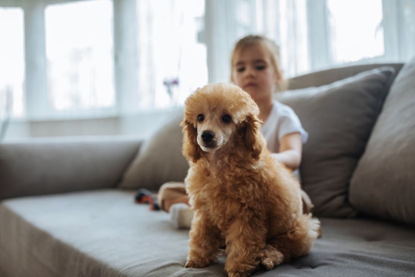 are poodles good with children