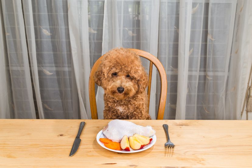 best diet for a poodle