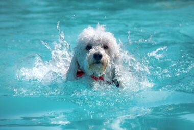 can poodles swim?