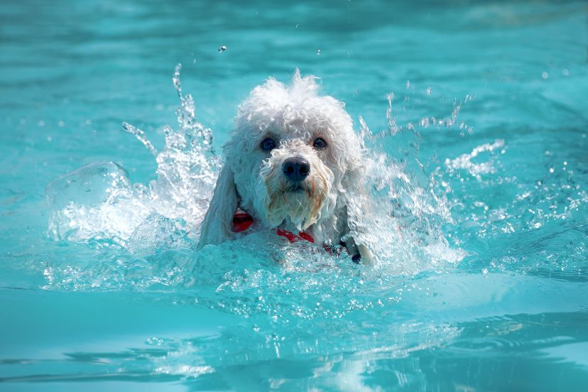 can poodles swim?