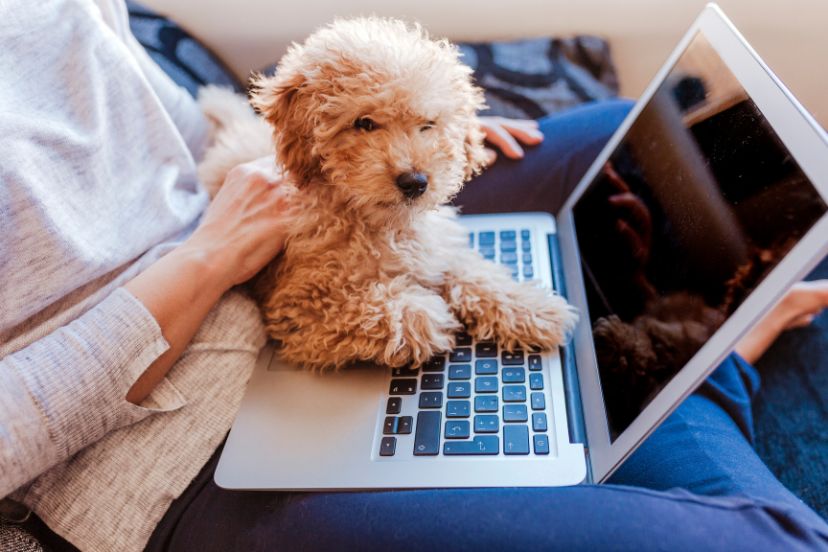 poodle separation anxiety