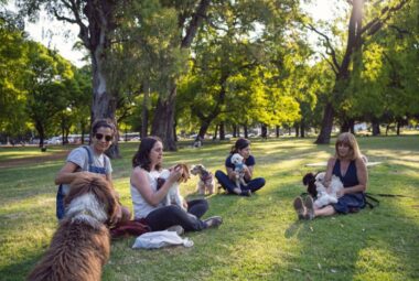 socialize my poodle with other dogs