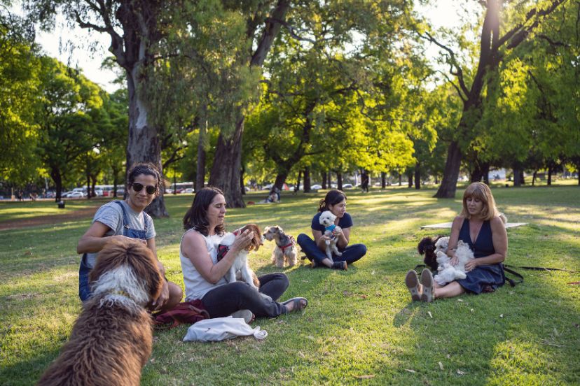 socialize my poodle with other dogs