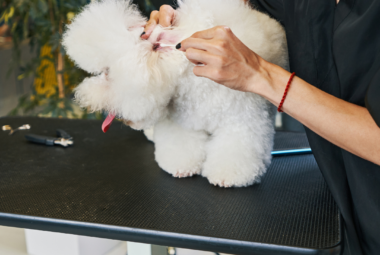 how often should I clean my poodles ears