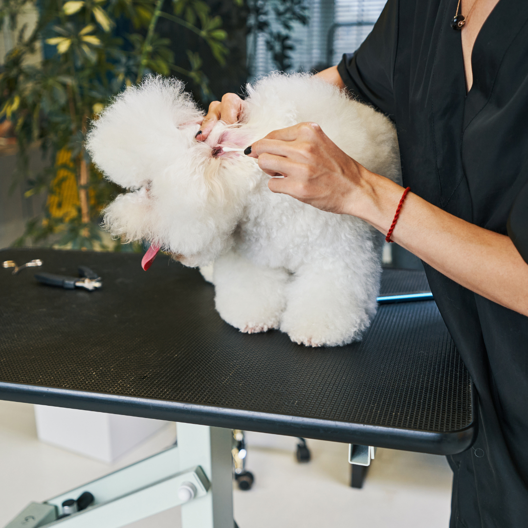 How Often Should I Clean my Poodles Ears? The Oodle Guide