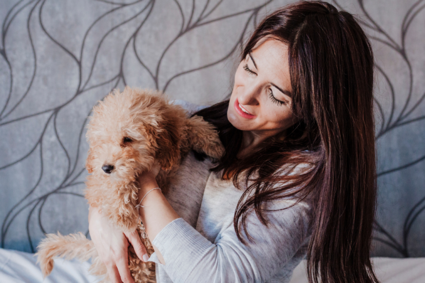 are poodles protective