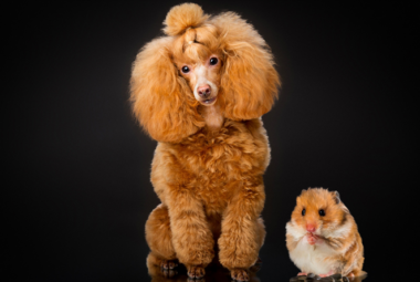 Are poodles good with other pets