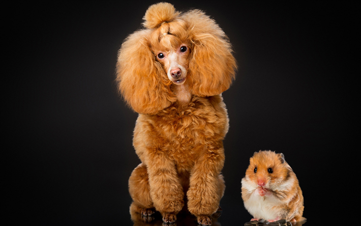 Are poodles good with other pets