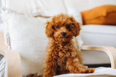 poodles for apartment living