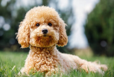 prevent matting in poodles