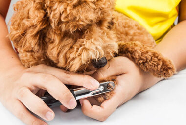 poodle nail trimming