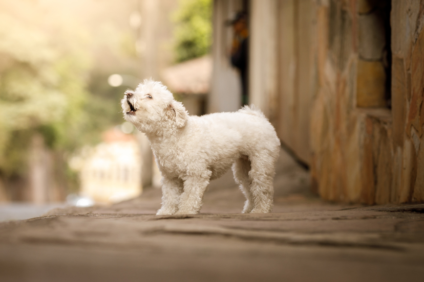 Are poodles good watchdogs