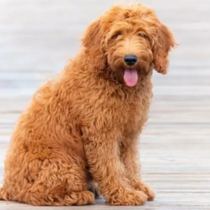 goldendoodle