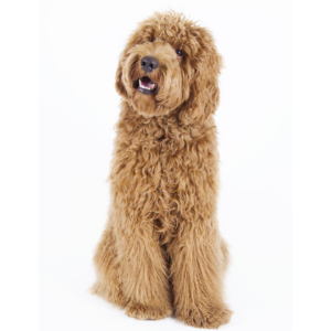 labradoodle
