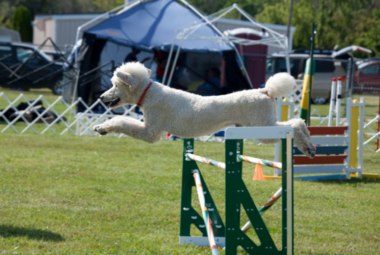 Poodle Agility