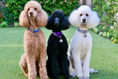 standard poodle