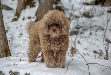 miniature poodle