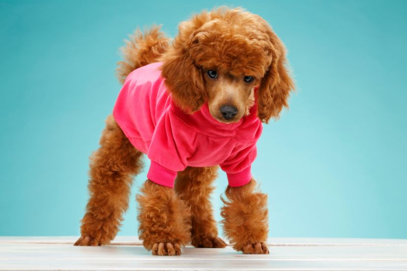 miniature poodle