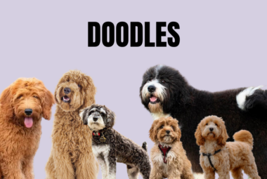 poodle mixes