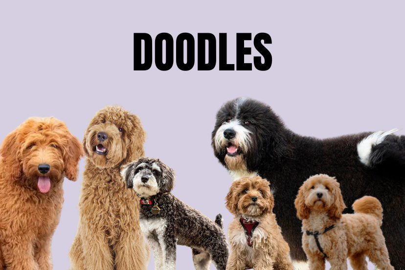The Oodle Guide 1 