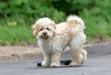 maltese poodle