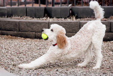 poodles need mental stimulation