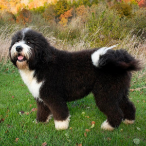 bernadoodle