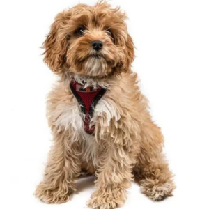 cavoodle or cavapoo
