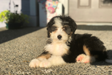 Bernadoodle