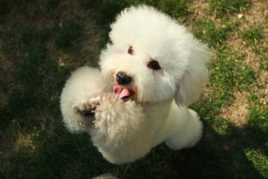 Bichon Poodle