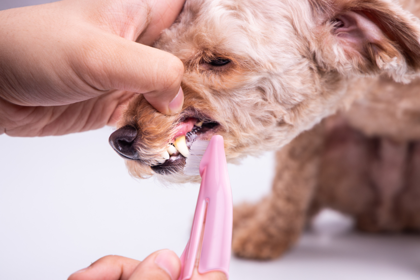 Brushing Poodle's Teeth A Pawsitively Essential Guide The Oodle Guide