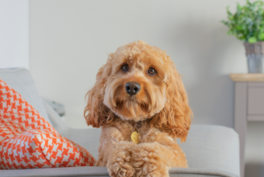 Cavapoo