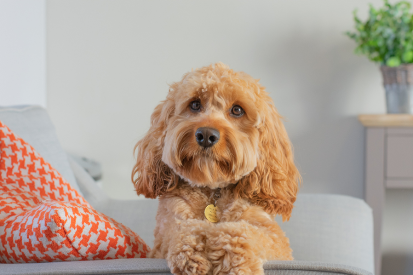 Cavapoo