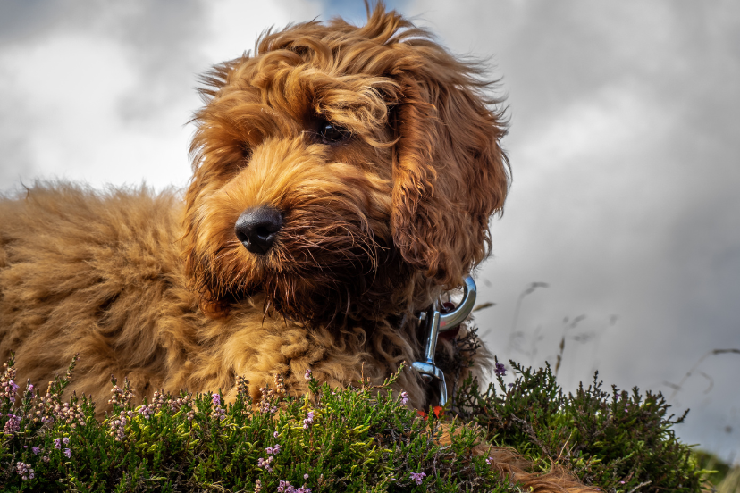 Cockapoo