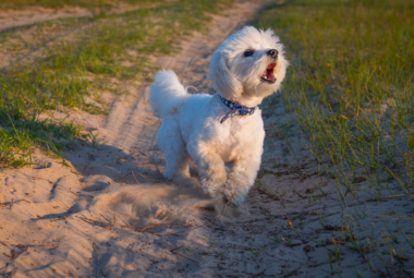 Do Poodles Bark Excessively