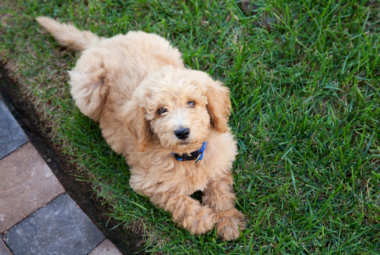 Labradoodle