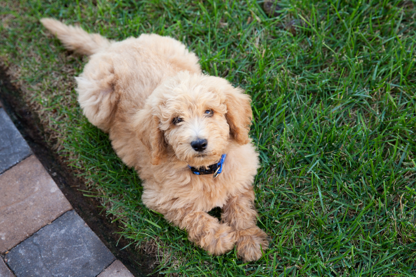 Labradoodle