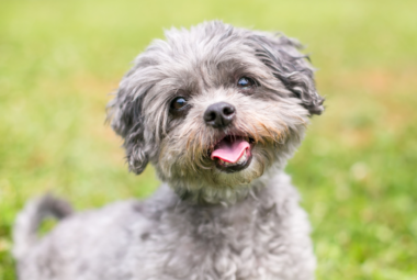 Shih Tzu Poodle
