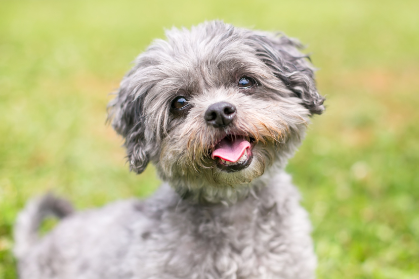 Shih Tzu Poodle
