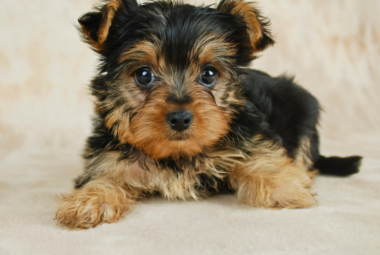 Yorkie Poodle