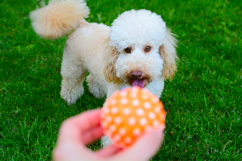 Best Toys For Poodles