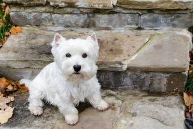Westie Poo