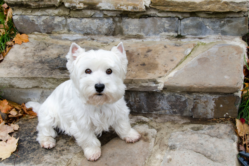 Westie Poo