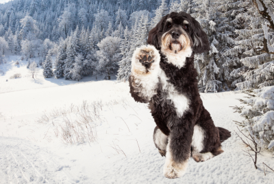 Husky Poodle