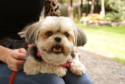 Morkie Poodle