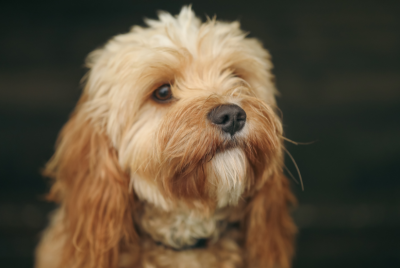 Schnauzer Poodle